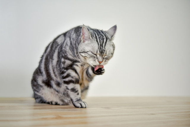 子猫におやつをあげてもok 適切な与え方や おやつの選び方を解説 みんなの子猫ブリーダー