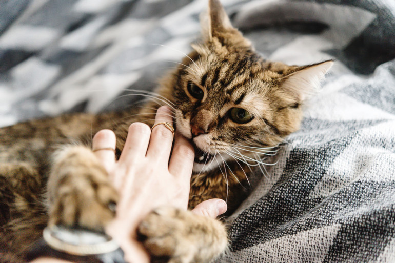 猫の愛情表現15選 飼い主に甘えたいサインと その応じ方を紹介 みんなの子猫ブリーダー