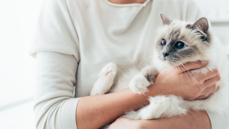 猫の愛情表現15選 飼い主に甘えたいサインと、その応じ方を紹介 