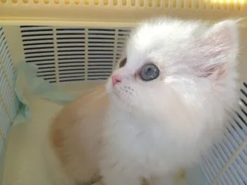 sica 様のお迎えした子猫