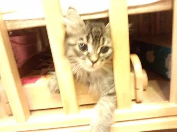 りんママ 様のお迎えした子猫