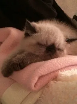 福三 様のお迎えした子猫