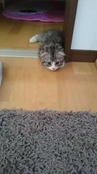 ひな 様のお迎えした子猫