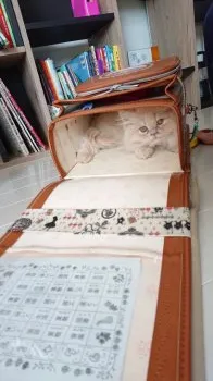 あんこ 様のお迎えした子猫