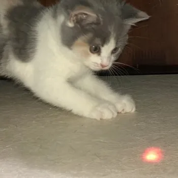 アッシュ 様のお迎えした子猫