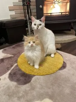花梨 様のお迎えした子猫