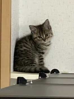 としや 様のお迎えした子猫