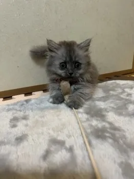 つねきち 様のお迎えした子猫