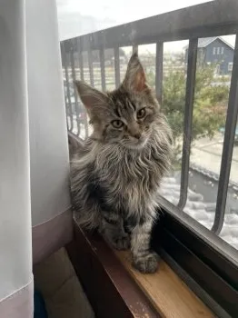 disk 様のお迎えした子猫