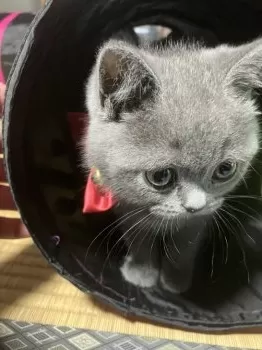 ayu3 様のお迎えした子猫