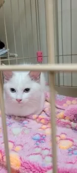 がぎご 様のお迎えした子猫