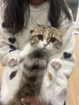 S.S 様のお迎えした子猫