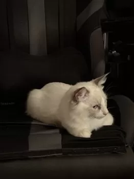 かず 様のお迎えした子猫