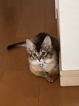 Y.T 様のお迎えした子猫