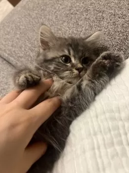 K.H 様のお迎えした子猫