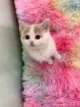 ひかり 様のお迎えした子猫