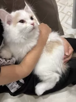 N.O 様のお迎えした子猫