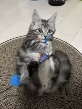 E.W 様のお迎えした子猫