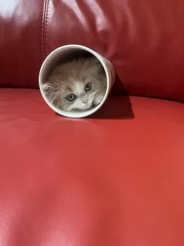 T.O 様のお迎えした子猫