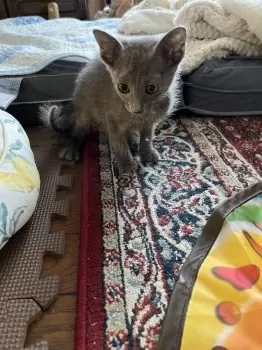 みかんちゃん 様のお迎えした子猫