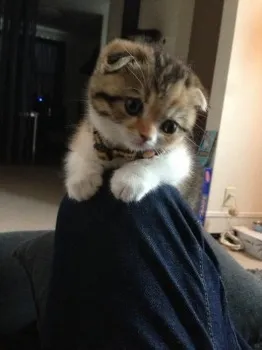 くじら 様のお迎えした子猫