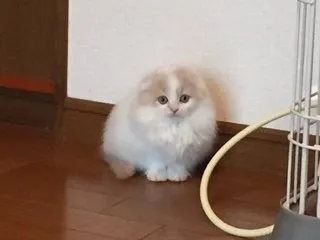 のあ 様のお迎えした子猫