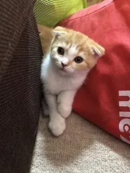 酒井 様のお迎えした子猫