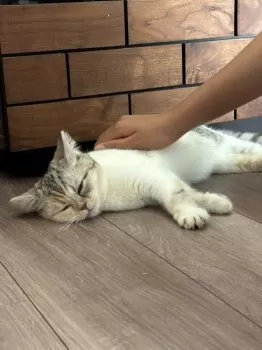 hy 様のお迎えした子猫