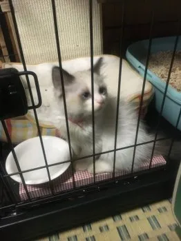 みんみん 様のお迎えした子猫