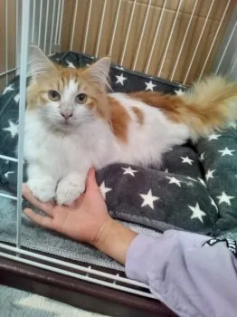 Y.W 様のお迎えした子猫