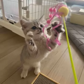 hiro 様のお迎えした子猫