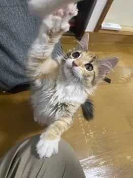 I 様のお迎えした子猫