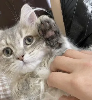 yiyinmmmm 様のお迎えした子猫