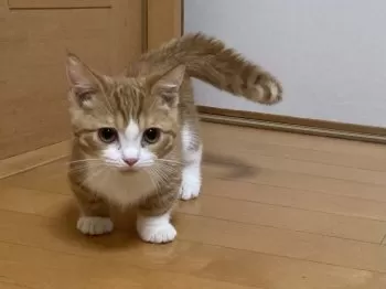 Y.Ｉ 様のお迎えした子猫