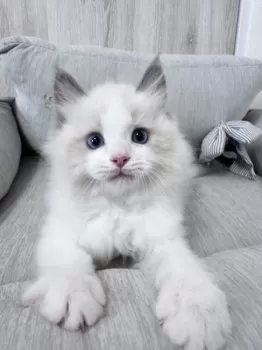 きょん 様のお迎えした子猫