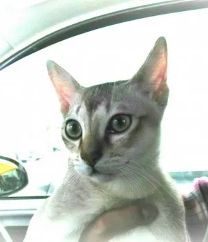 ムー君のパパ 様のお迎えした子猫