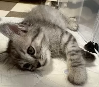 A.T 様のお迎えした子猫