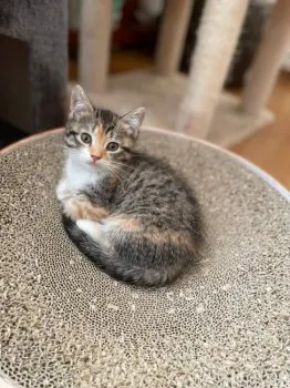 あられ 様のお迎えした子猫