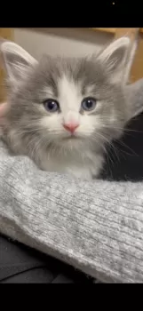 リリィ 様のお迎えした子猫