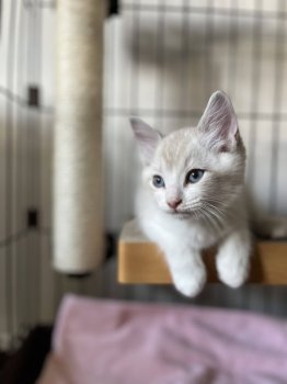 杉本奨磨ブリーダーの評価一覧 口コミ 評判 全猫種 みんなの子猫ブリーダー