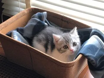YOU 様のお迎えした子猫