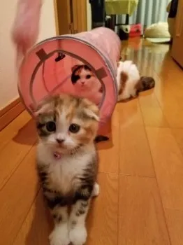 moto 様のお迎えした子猫
