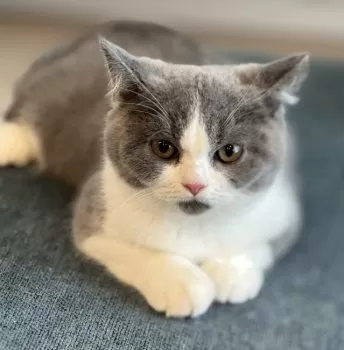 H.K 様のお迎えした子猫