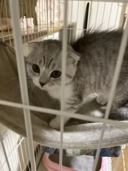 Y.O 様のお迎えした子猫