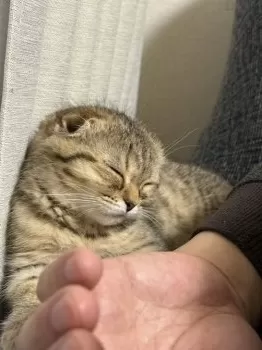 ボンボンちか 様のお迎えした子猫