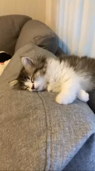 える 様のお迎えした子猫