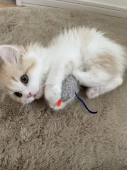 T.Y 様のお迎えした子猫