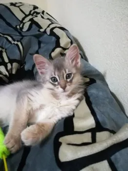 ソマリ大好き 様のお迎えした子猫