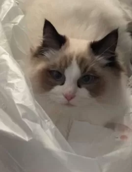 MM 様のお迎えした子猫