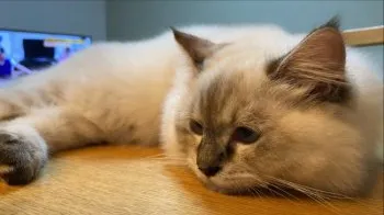 ひゅーき 様のお迎えした子猫